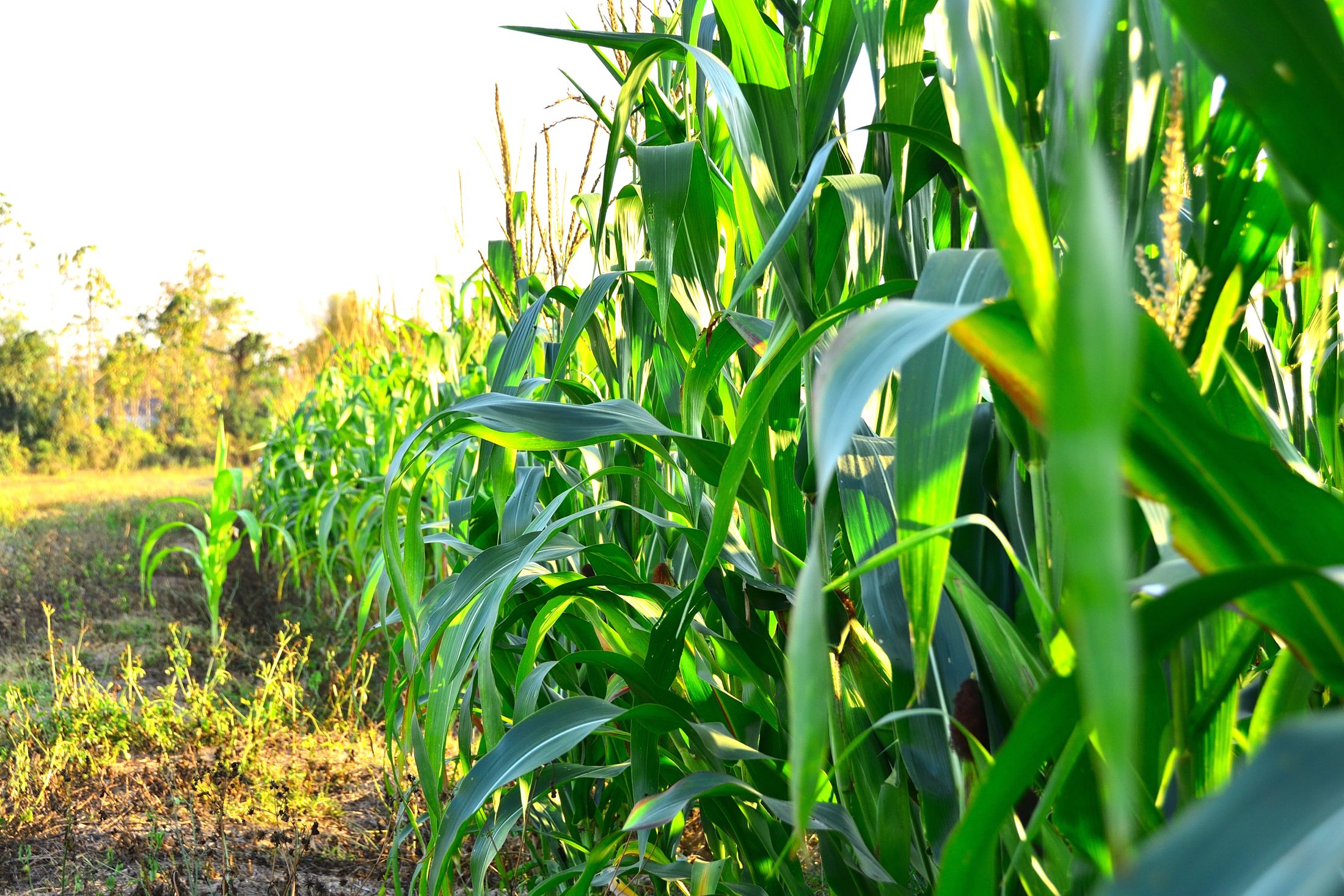 Rows of green corn in the North Central Iowa farm country around Dakota City.
