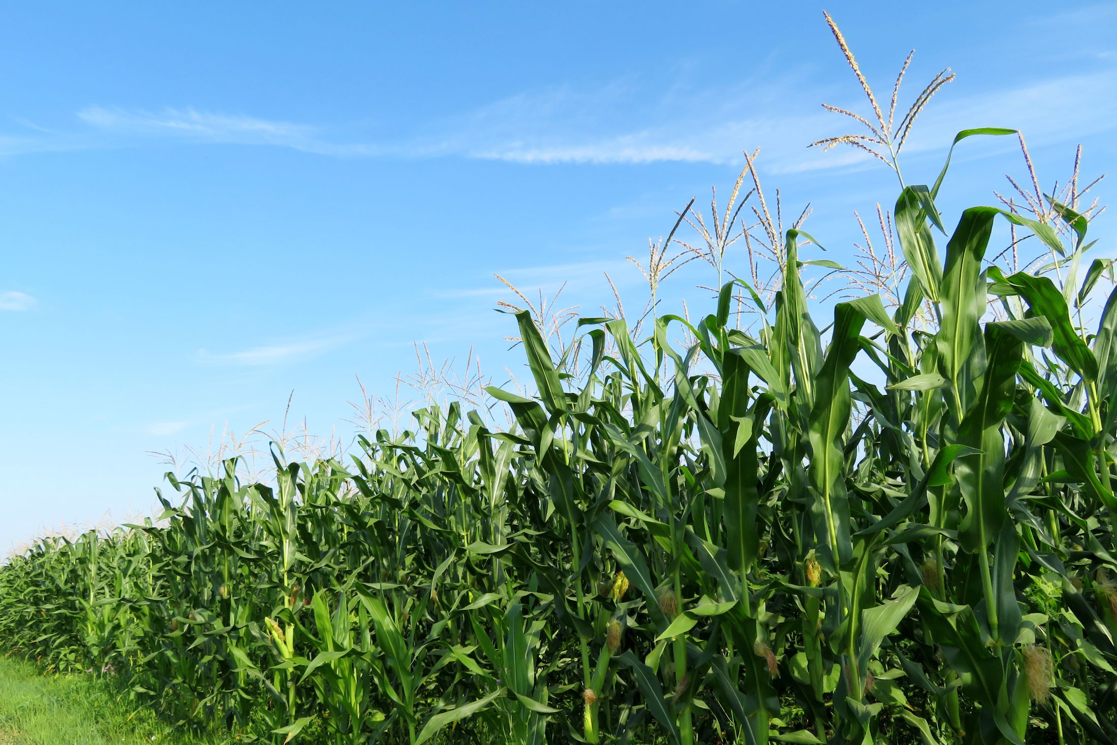 Cornfield under open sky in the North Central Iowa farm country the company serves.